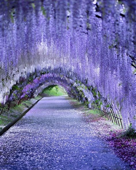 Wisteria Lane In Japan 💜💜💜 Pic By Puraten10 Bestplacestogo For A