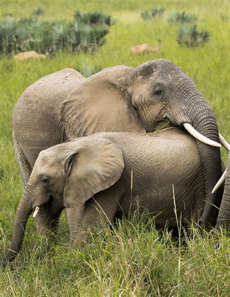 Elephant Hug Smithsonian Photo Contest Smithsonian Magazine