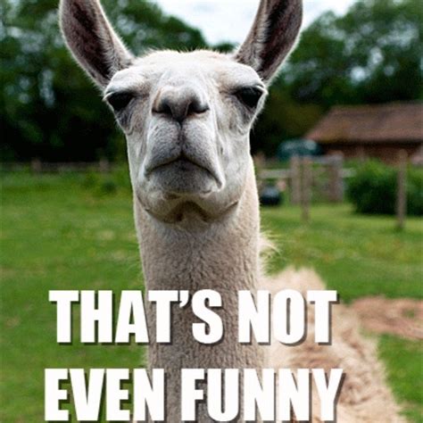 16 Memes Funny Llama Pics Factory Memes