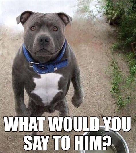 Pin By Mark Deavult On Doggo Memes Pitbulls Funny Animal Pictures