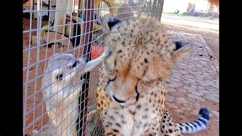While i was somewhat unsure what to expect going in, the result was pretty much what i might have guessed it would be and. African Cheetah Versus Meerkats | Big Cat Gets Small ...