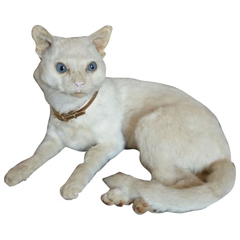 Rare Vintage Taxidermy Creamy White Pussy Cat Blue Glass Eyes Gold French Faded Grandeur