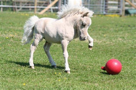 Mini Foal Playing With A Ball Baby Horses Foals Playing Horse Love