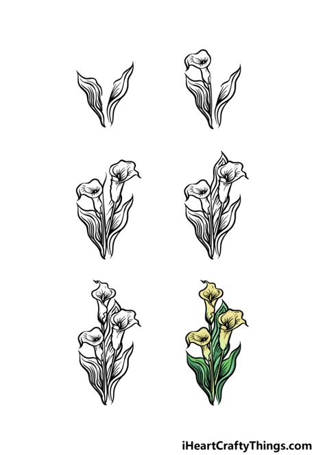 Calla Lily Drawing How To Draw A Calla Lily Step By Step