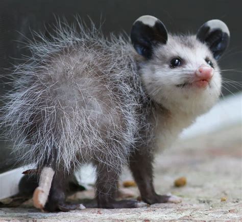 15 Awesome Possums And Opossums Bored Panda Vadon élő állatok
