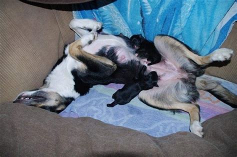 Are Dogs Aggressive After Giving Birth And Do They Try To Prevent