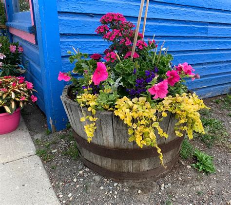 Pretty Whiskey Barrel Planter Ideas How To Plant Outdoor Happens