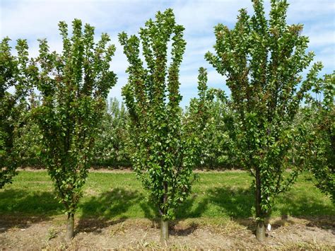 Fruit Trees Home Gardening Apple Cherry Pear Plum Columnar Fruit Trees For Sale Uk