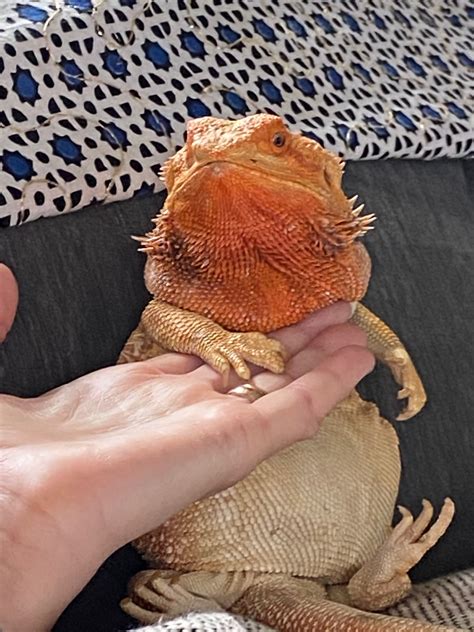 Precious Lil Neb Bearded Dragon Lizard Pets