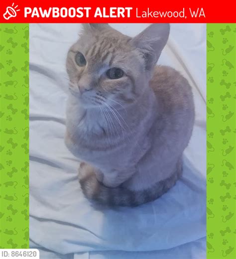 lost female cat in lakewood wa 98498 named kayleanna id 8646120 pawboost