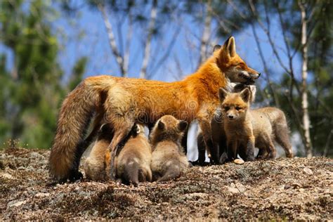 Red Fox Mother Nursing Kits Stock Image Image Of Park Mammal