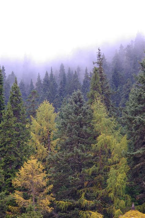 Free Stock Photo Of Forest Of Pine Trees In The Mist Photoeverywhere