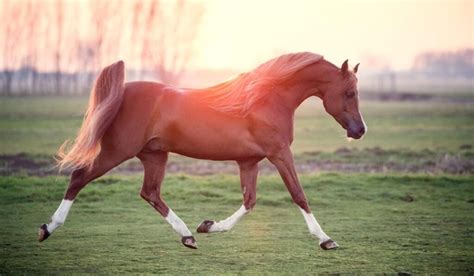 11 Horse Breeds Known To Have Long Manes And Tails Helpful Horse Hints