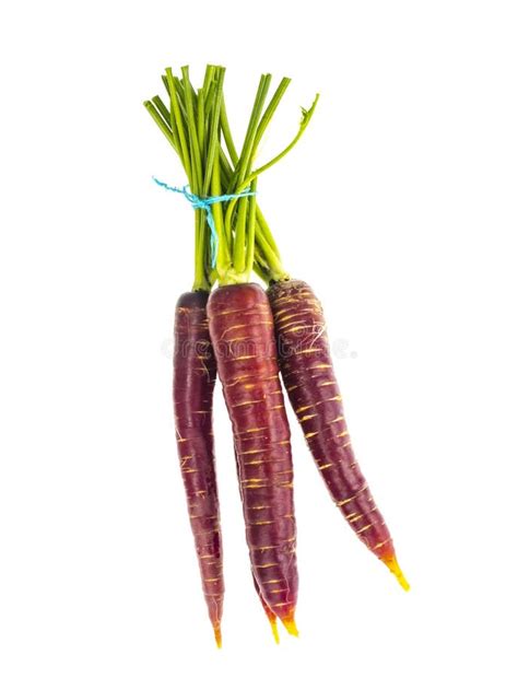 Purple Carrot On White Background Stock Photo Image Of Ingredient
