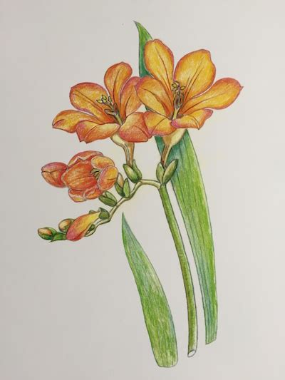 Premier graphite drawing pencil set is an 18 piece set in a tin box. Drawing Freesias in Colored Pencils - Main Avenue Galleria ...
