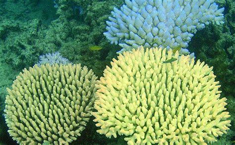 Mysterious Glowing Coral Reefs Are Fighting To Recover University Of