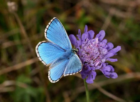 Adonis Blue Butterfly Identification Facts And Pictures