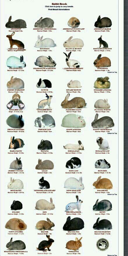 Bunny Types With Images Rabbit Breeds Rabbit Hutches Meat Rabbits