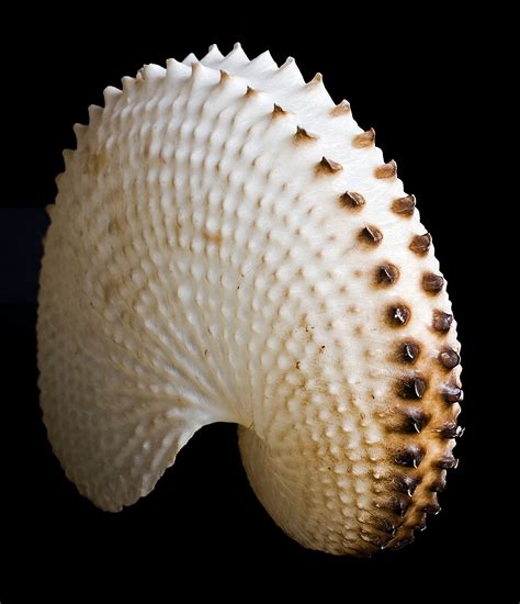Filepaper Nautilus Shell Wikimedia Commons Zeeschelpen