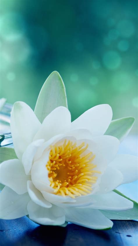 White Lotus Flower Hd Wallpaper Gambar Bunga