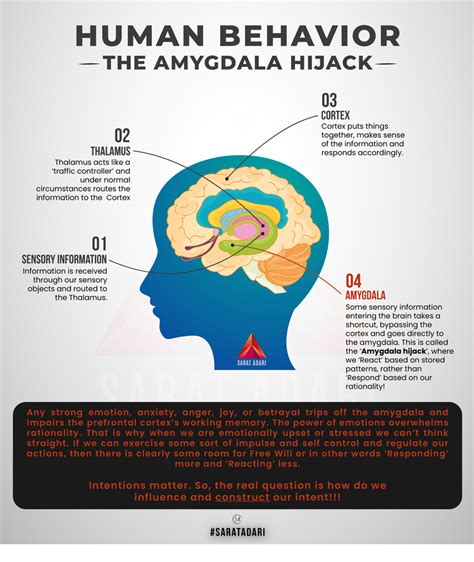 Human Behavior The Amygdala Hijack