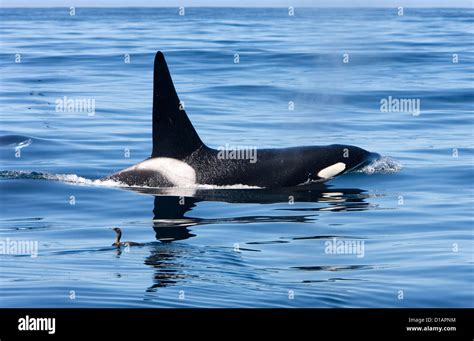 Killer Whales Transient Type Adult Maleorcinus Orcaphotographed In