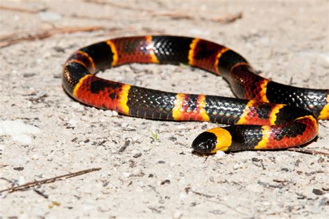 Includes protection against common household pests such as roaches, ants, spiders and silverfish. coral snake | Northwest Exterminating