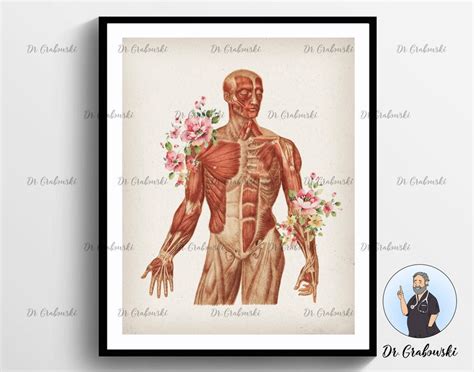 5 Anatomical Torso Vintage Prints Muscular System Anatomy Art Etsy