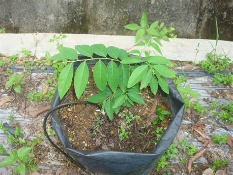 Ia juga dikenali sebagai mani cai (马尼菜) dalam bahasa cina, dan bahasa vietnam sebagai rau ngót. PELBAGAI TANAMAN: CEKUR MANIS