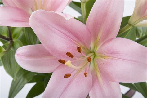 Lilies Flowers Free Stock Photo Public Domain Pictures