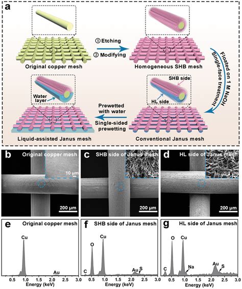 Preparation And Characterization Of Liquid‐assisted Janus Membrane A Download Scientific