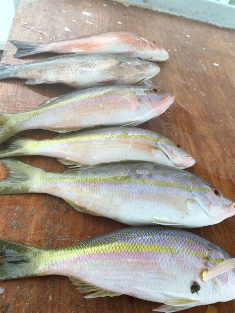 Philippine Fish Species List Of Common Fish In The Philippines Artofit