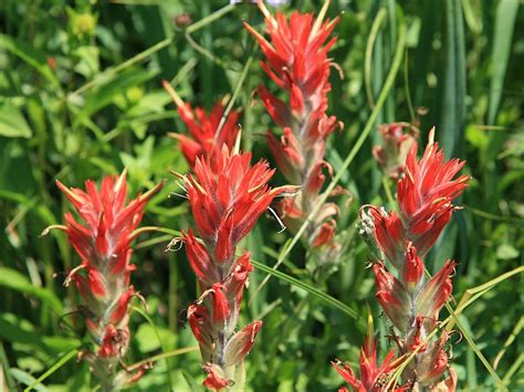 Colorado Mountain Gardener: Indian Paint Brush of the Rocky Mountains