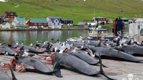 Faroe Islands ‘cherish Their Bloody Whale Hunting Tradition Metro News