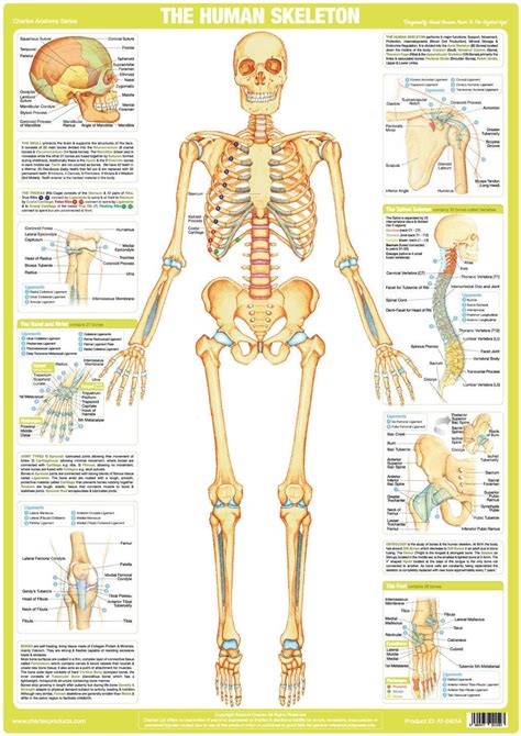 Skeleton Poster