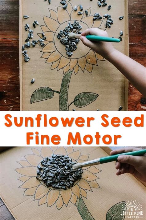 Sunflower Seed Sweep 3 Fine Motor Activities Little Pine Learners