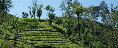 Tea Estate View In Sri Lanka Tea Plus Us