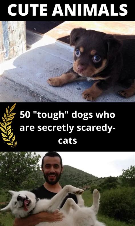 50 Tough Dogs Who Are Secretly Scaredy Cats And Now Theres Photo