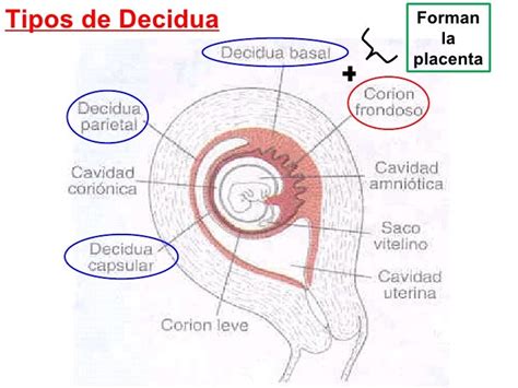 Desarrollo De La Placenta