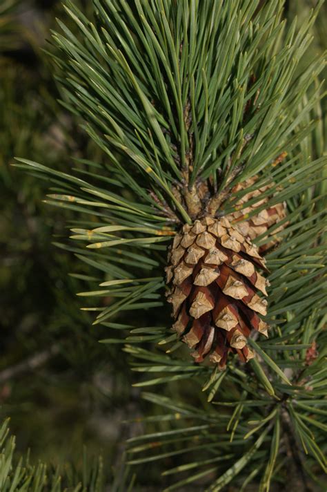 Primerki Vrste črni Bor Pinus Nigra