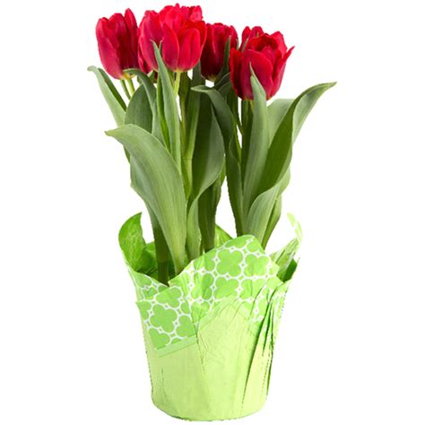 Tulip Potted In A 6 Pot Flowers And Plants Meijer Grocery Pharmacy