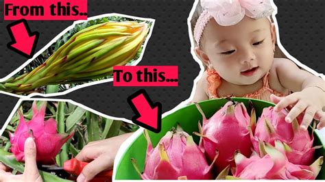 Ia ada pelbagai manfaat yang amat berguna untuk perkembangan si kecil itu. MANFAAT DAN PENGENALAN PURE BUAH NAGA UNTUK BAYI 6 BULAN + PETIK SENDIRI DARI KEBUN - YouTube