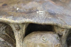 Eastern Spiny Softshell Apalone Spinifera