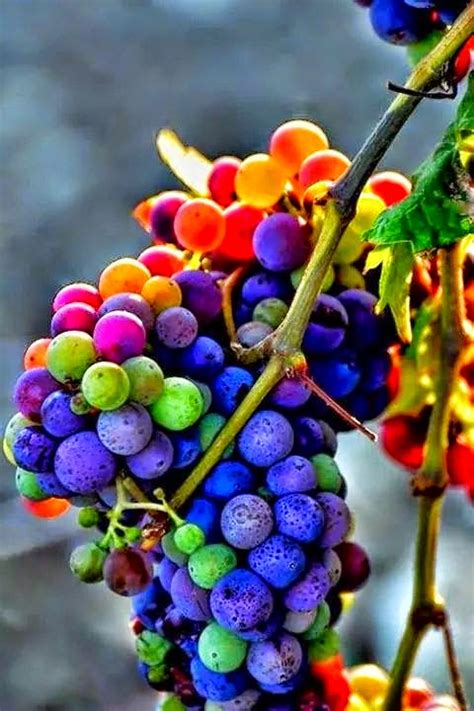 Download App Rainbow Grapes