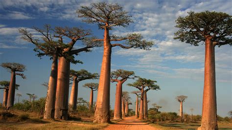 Check spelling or type a new query. The baobab, Africa's tree of life, comes back from the ...