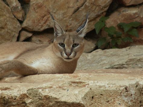 Conflicted information can be found on the keeping of caracal. Caracal Wild Cat Wallpaper | Wallpaper ME