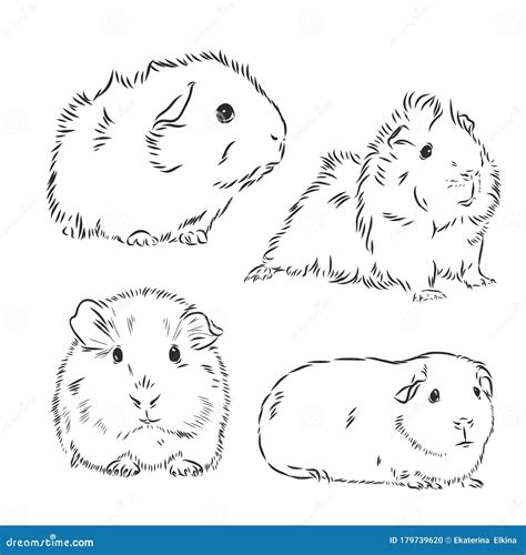 Cavy Sketch Vector Illustration Cute Animal Line Ar Guinea Pig Top