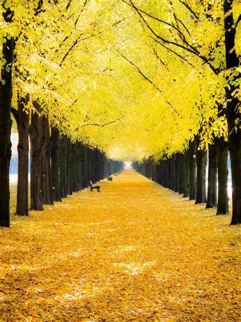 Yellow Tree Wallpapers Top Free Yellow Tree Backgrounds Wallpaperaccess