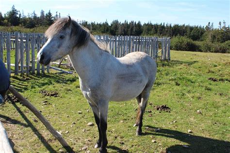 Newfoundland Pony Info, Origin, History, Pictures