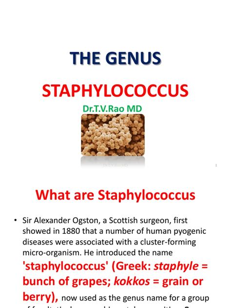 The Genus Staphylococcus Staphylococcus Staphylococcus Aureus